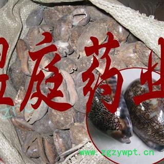 煜庭药业 紫贝齿图2