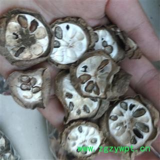 预知子 八月札 净统  产地 四川省南充市南部县图3