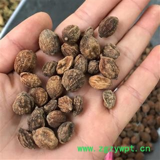 益智仁 2021 统 产地 海南省三沙市图2