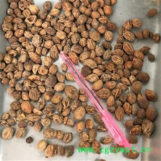 益智仁 2021 统 产地 海南省三沙市图3