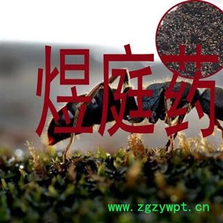 煜庭药业 黑蚂蚁 清水 优质图2