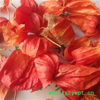 新辉药业手选锦灯笼  挂金灯 毛酸浆  红姑娘图3