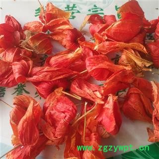 新辉药业手选锦灯笼  挂金灯 毛酸浆  红姑娘图2