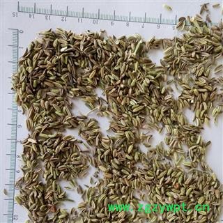 新辉药业中药材小茴香 优质调料图2