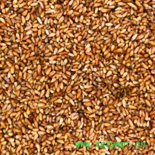 新辉药业优质柏子仁 干净无杂图2