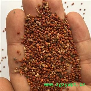 新辉药业正品优质楮实子 楮实米图2