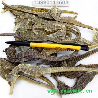 海马全清水长个平均4克以上10克起批散装批发产地直供邓氏中药材批发图3