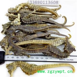 海马全清水长个平均4克以上10克起批散装批发产地直供邓氏中药材批发图2