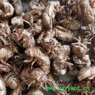 蝉蜕 蝉蜕统货 干净 无掺假 产地 山东省图2