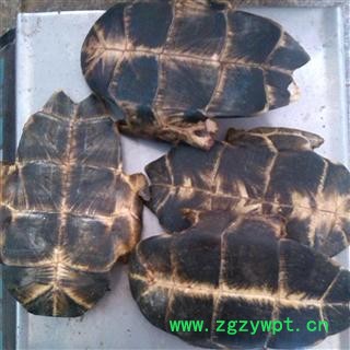 龟甲 统 产地 湖北省