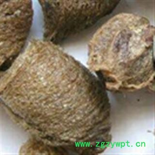 灵吉药业   桑螵蛸   熟大绵 蜱蛸  桑蛸  冒焦 螵蛸  致神 螳螂子  桑上螳螂窠  野狐鼻涕  赖尿郎  刀螂子  老鸹芯脐  螳螂蛋  尿唧唧 流尿狗 猴儿包 螳螂壳图3