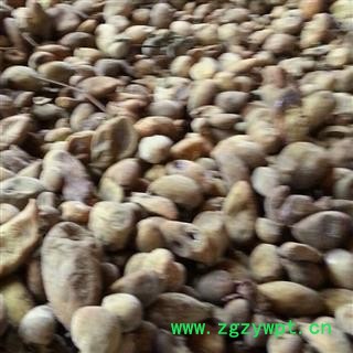 五倍子 肚倍 产地重庆市