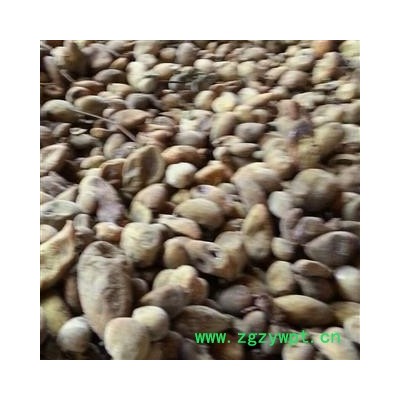 五倍子 肚倍 产地重庆市