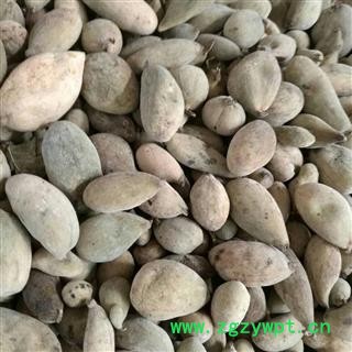 五倍子 肚倍 产地重庆市图2