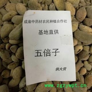 五倍子 肚倍 产地重庆市图3