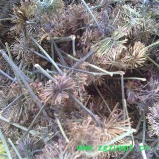 （包邮）特级文山三七老花盘