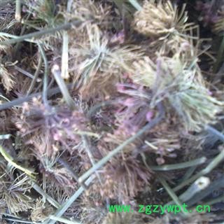 （包邮）特级文山三七老花盘图3