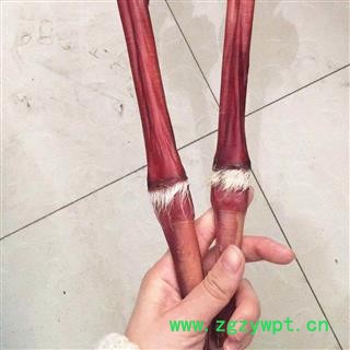 鹿鞭 鹿鞭带鹿尾巴精美礼盒包装鹿场直供 产地 吉林省白山市抚松县图3