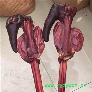 鹿鞭 鹿鞭带鹿尾巴精美礼盒包装鹿场直供 产地 吉林省白山市抚松县图2