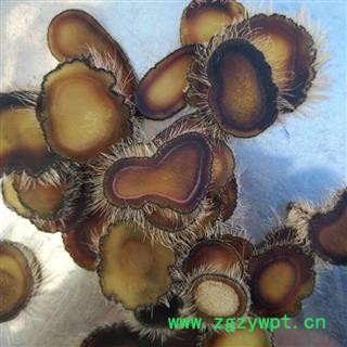 人工驯养鹿茸 梅花鹿茸蜡片，纯干 产地 吉林省白山市抚松县图2