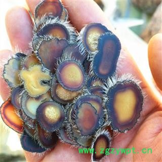 人工驯养鹿茸 梅花鹿茸蜡片，纯干 产地 吉林省白山市抚松县图3