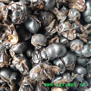 蜣螂 ，大将军，屎壳郎，清水统货 产地 河南省图4