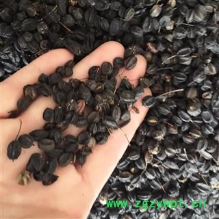 新辉药业中药材  刺五加果 刺五加子片刺五加茶图3