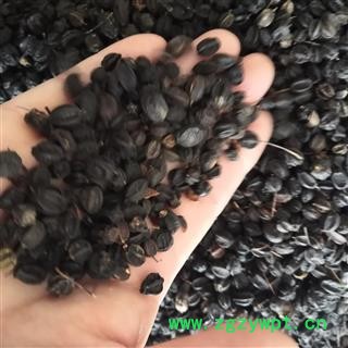 新辉药业中药材  刺五加果 刺五加子片刺五加茶图2