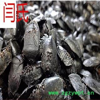 九香虫 大个 选图4