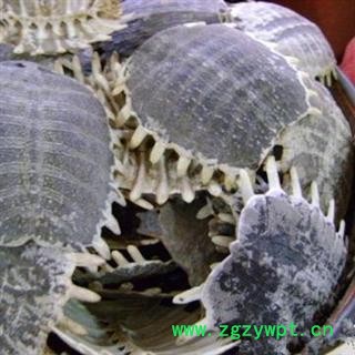 鳖甲 统 产地 山东省图2