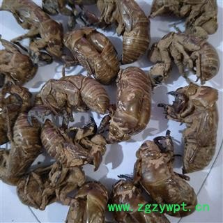 蝉蜕 蝉蜕净货 产地 山东省图2