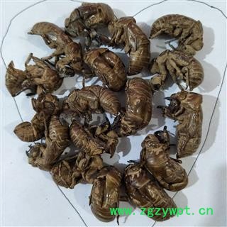 蝉蜕 蝉蜕净货 产地 山东省图3