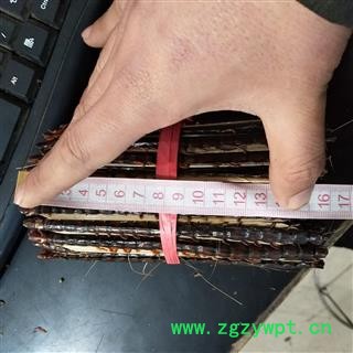 蜈蚣 蜈蚣大条无接条15-16 产地 海外图3