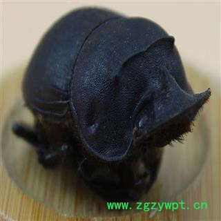 煜庭药业 大将军 屎壳郎 推粪虫图2