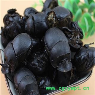 煜庭药业 大将军 屎壳郎 推粪虫图4