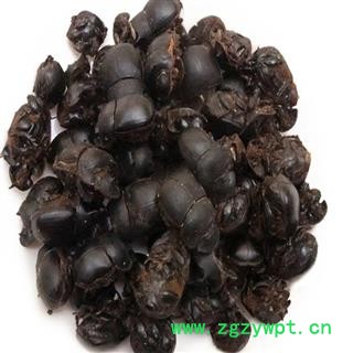 煜庭药业 大将军 屎壳郎 推粪虫图3