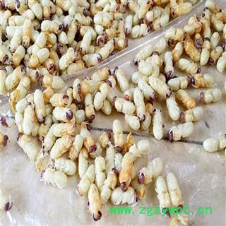 煜庭药业 地蜂子 雄蜂蛹 蜂乳图2
