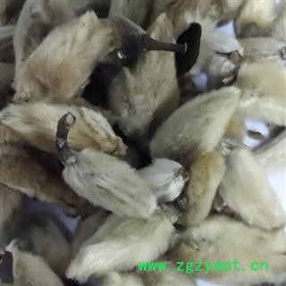 辛夷花 统货 产地 河南省图2