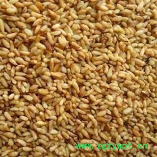 柏子仁 2021年新货 产地 山东省淄博市博山区