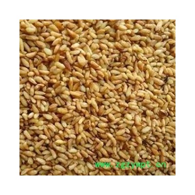 柏子仁 2021年新货 产地 山东省淄博市博山区