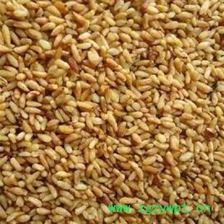 柏子仁 2021年新货 产地 山东省淄博市博山区图3