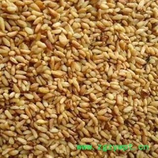 柏子仁 2021年新货 产地 山东省淄博市博山区图2