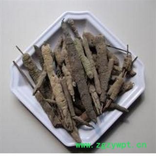 四海商联 紫稍花 紫梢花 紫霄花  个大 淡水海绵图2