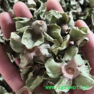 柿蒂 青柿蒂 老柿蒂 柿子蒂统货 无硫无添加  产地 河北省 中药材柿蒂 老柿子蒂尽在中药材诚实通安国批发零售大全图3