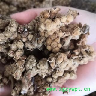 新辉药业中药材 枇杷 枇杷花  另有茶级枇杷花图2