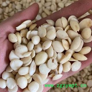 新辉药业中药材 桃仁 杏仁图2