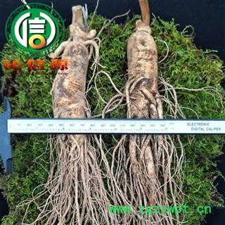 【满包邮】2021年11月才产新 季节性鲜货，下单请先咨询店主！ 新鲜人参条散装吉林原皮参产地直供生晒参沁信源中药批发图2