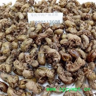 蝉蜕 蝉蜕 选货 产地 四川省德阳市罗江县 邓氏图4