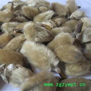 灵吉药业 辛夷  辛夷花 别名：木兰，木笔，玉兰花，春花， 花朵个大饱满 产地直销  批发各种规格中药材 花茶 矿石 冷背珍稀野生药材图2