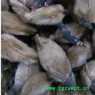 灵吉药业 辛夷  辛夷花 别名：木兰，木笔，玉兰花，春花， 花朵个大饱满 产地直销  批发各种规格中药材 花茶 矿石 冷背珍稀野生药材图3